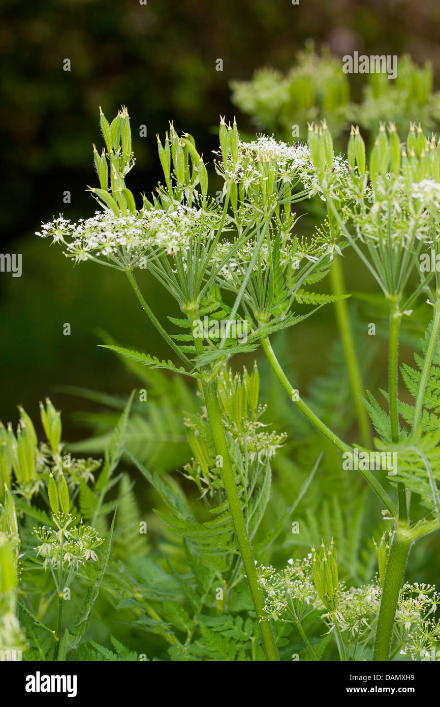 Sweet cicely, Anis, Cicely, Espagnol (Myrrhis odorata Cerfeuil, Scandix odorata), de fleurs et de fruits, Allemagne Banque D'Images