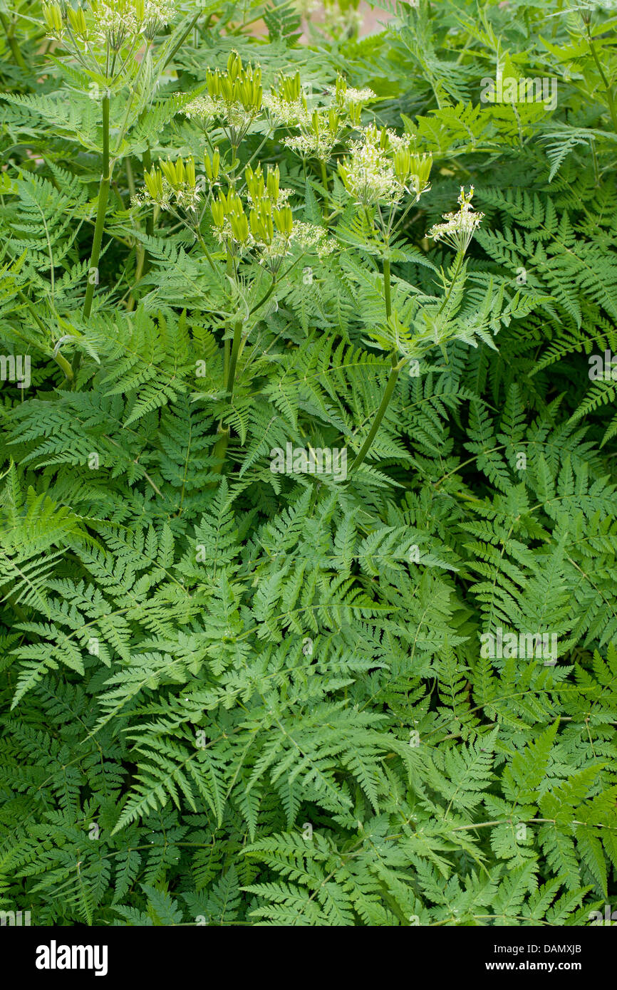 Sweet cicely, Anis, Cicely, Espagnol (Myrrhis odorata Cerfeuil, Scandix odorata), blooming, Allemagne Banque D'Images