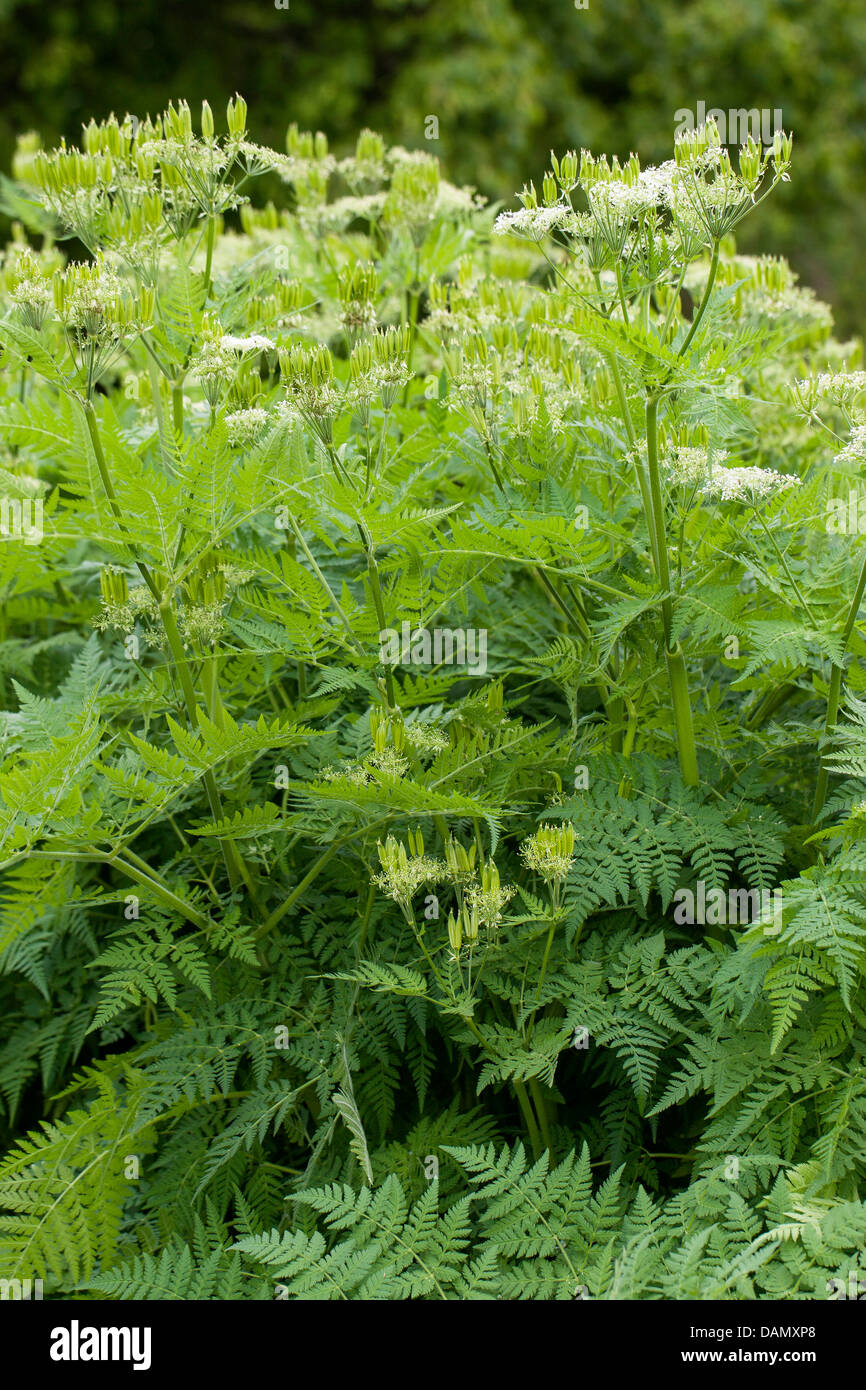 Sweet cicely, Anis, Cicely, Espagnol (Myrrhis odorata Cerfeuil, Scandix odorata), blooming, Allemagne Banque D'Images