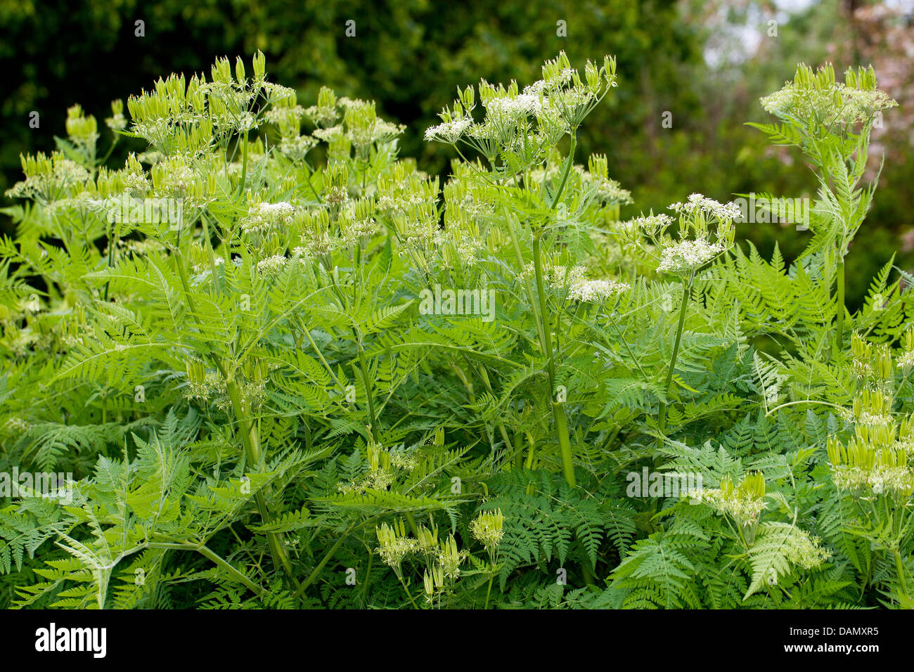 Sweet cicely, Anis, Cicely, Espagnol (Myrrhis odorata Cerfeuil, Scandix odorata), blooming, Allemagne Banque D'Images