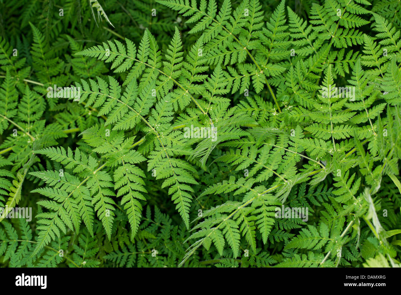 Sweet cicely, Anis, Cicely, Espagnol (Myrrhis odorata Cerfeuil, Scandix odorata), feuilles, Allemagne Banque D'Images