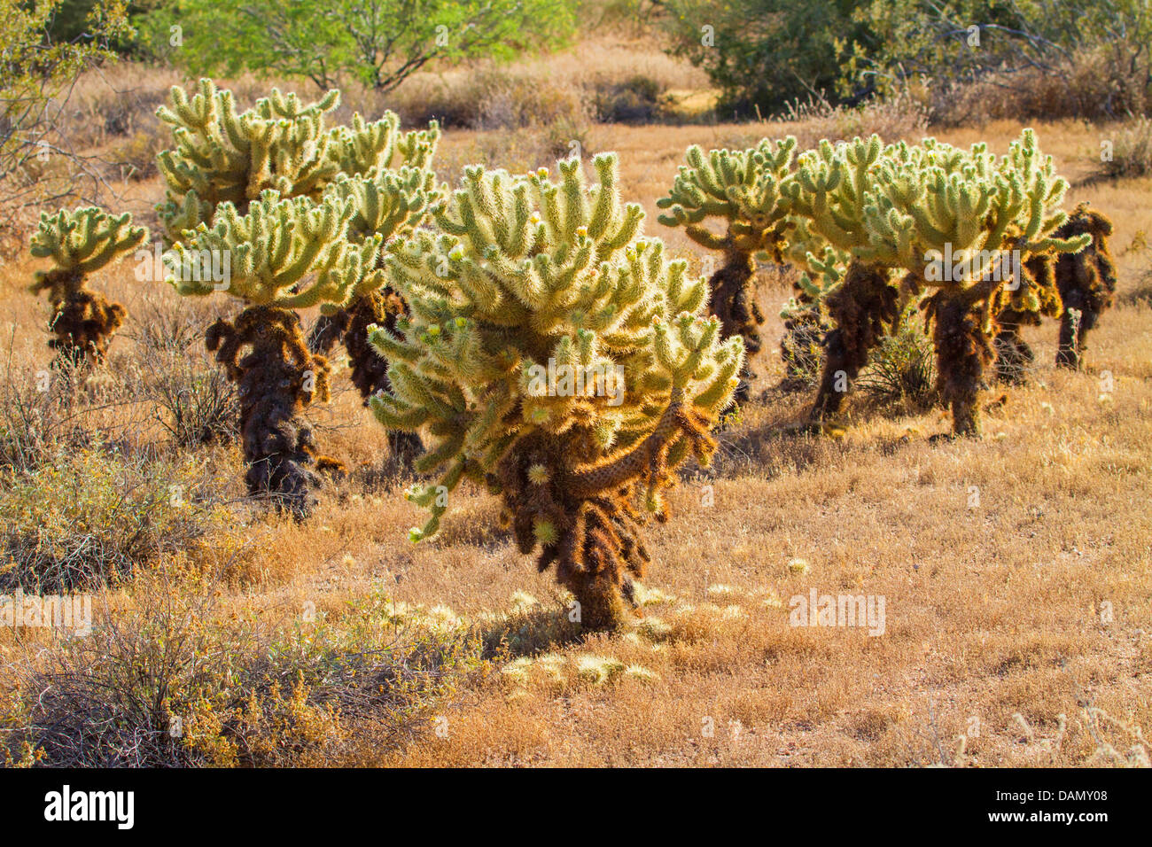 Teddy-bear cholla, Jumping Cholla, Argent (Opuntia cholla, Cylindropuntia bigelovii bigelovii), plusieurs plantes, USA, Arizona, Phoenix Banque D'Images