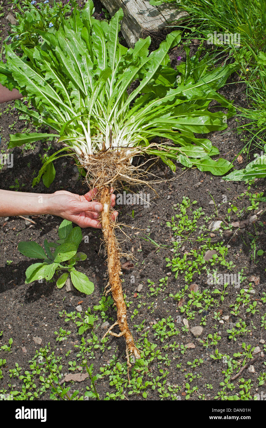 Les marins bleu commun, chicorée, wild succory (Cichorium intybus), la chicorée cultivées creusé dehors, Allemagne Banque D'Images