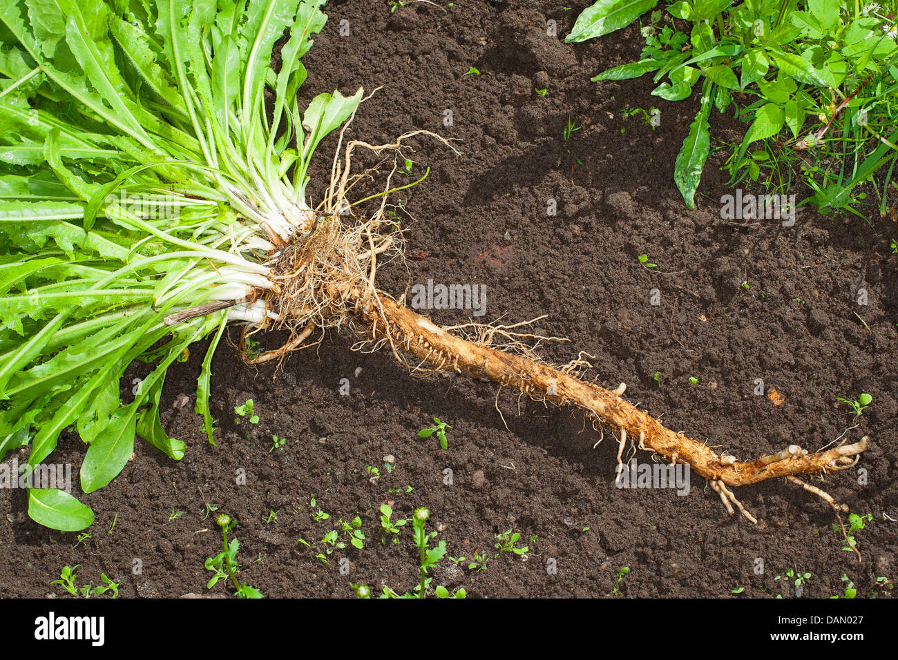 Les marins bleu commun, chicorée, wild succory (Cichorium intybus), la chicorée cultivées creusé dehors, Allemagne Banque D'Images