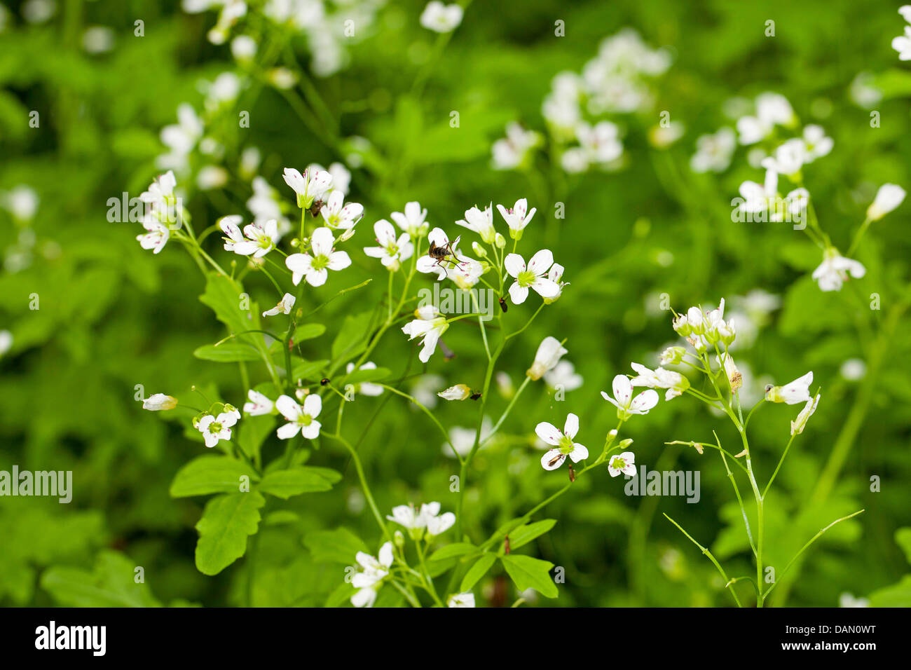 Grand-Amer cress, Grand Bittercress (Cardamine amara), blooming, Allemagne Banque D'Images