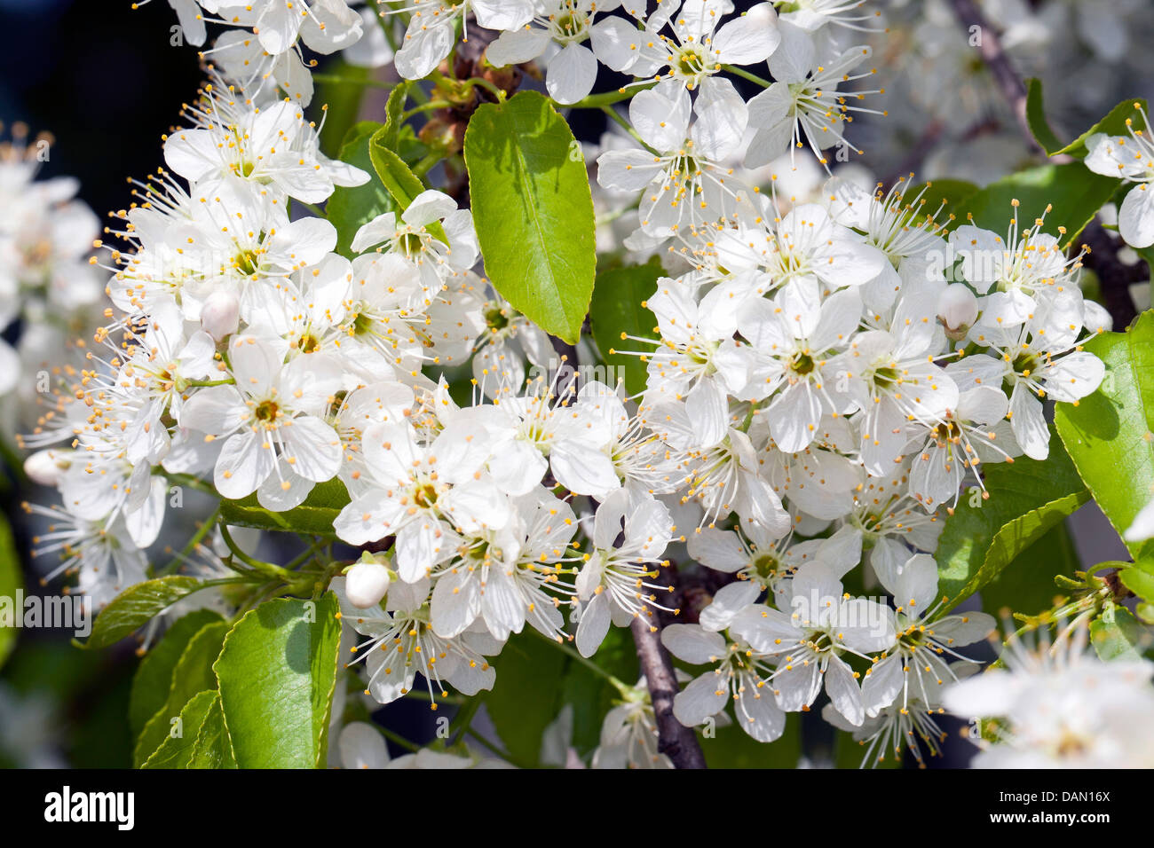 Cerise parfumée, St cerisier Mahaleb, cherry (Prunus mahaleb, Cerasus mahaleb), Direction générale de la floraison, Allemagne Banque D'Images