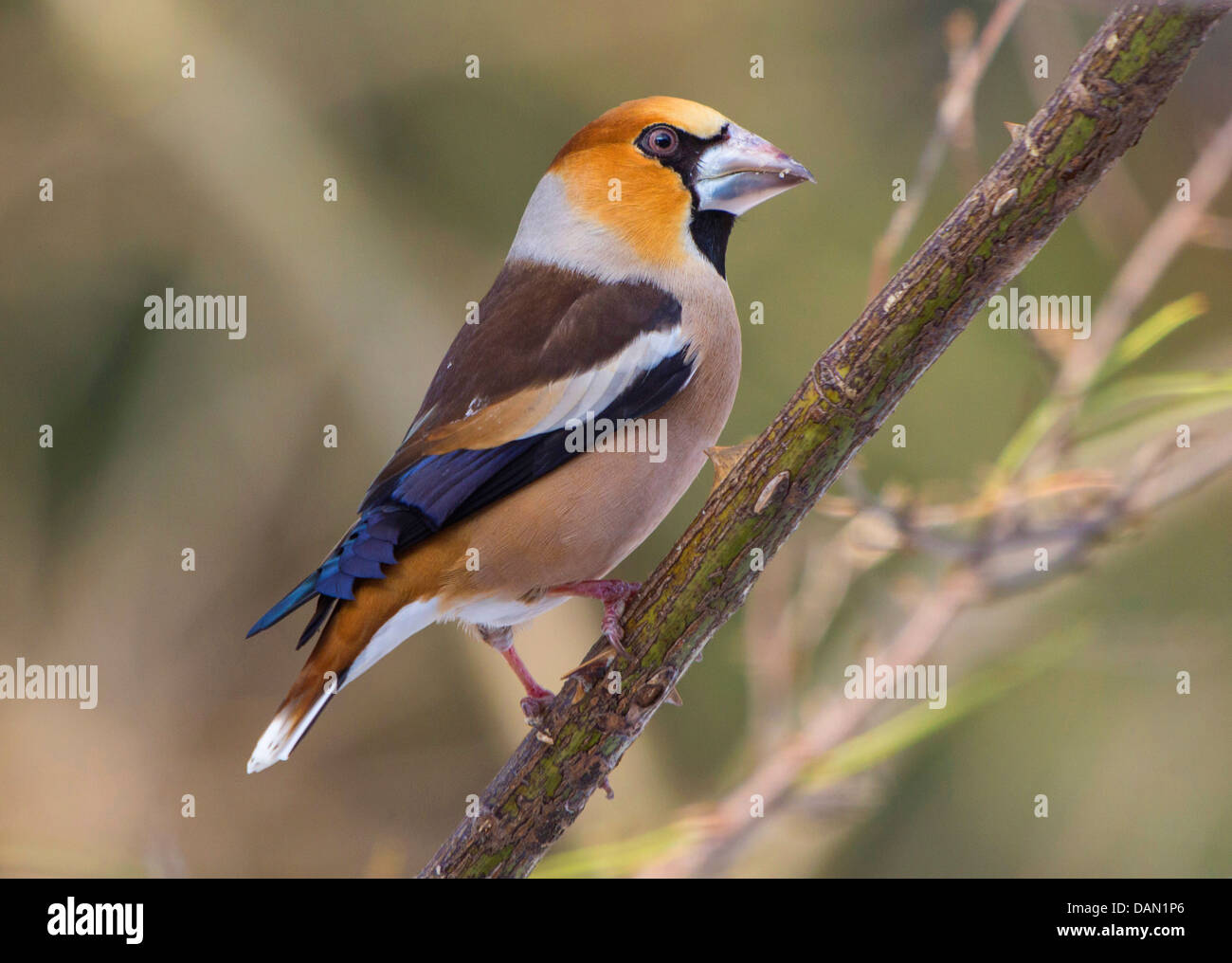 (Coccothraustes coccothraustes hawfinch), homme assis sur wild rose twig, Allemagne, Bavière, Isental Banque D'Images