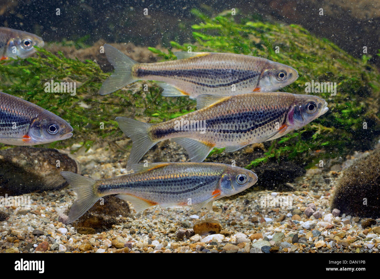 Boule de radiers, Schneider (Alburnoides bipunctatus), peu d'école de poisson Banque D'Images