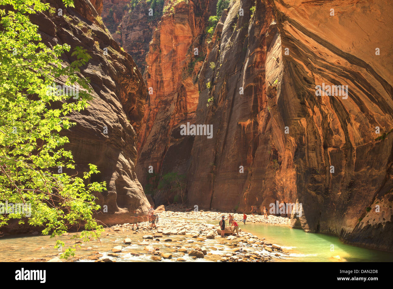 USA, Utah, Zion National Park, The Narrows, les touristes la randonnée dans le canyon de la rivière vierge Banque D'Images