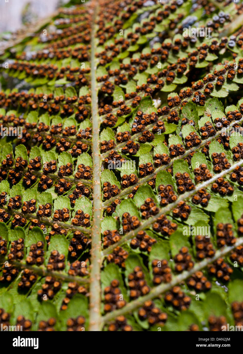 Spores sur la face inférieure d'une feuille de fougère Banque D'Images