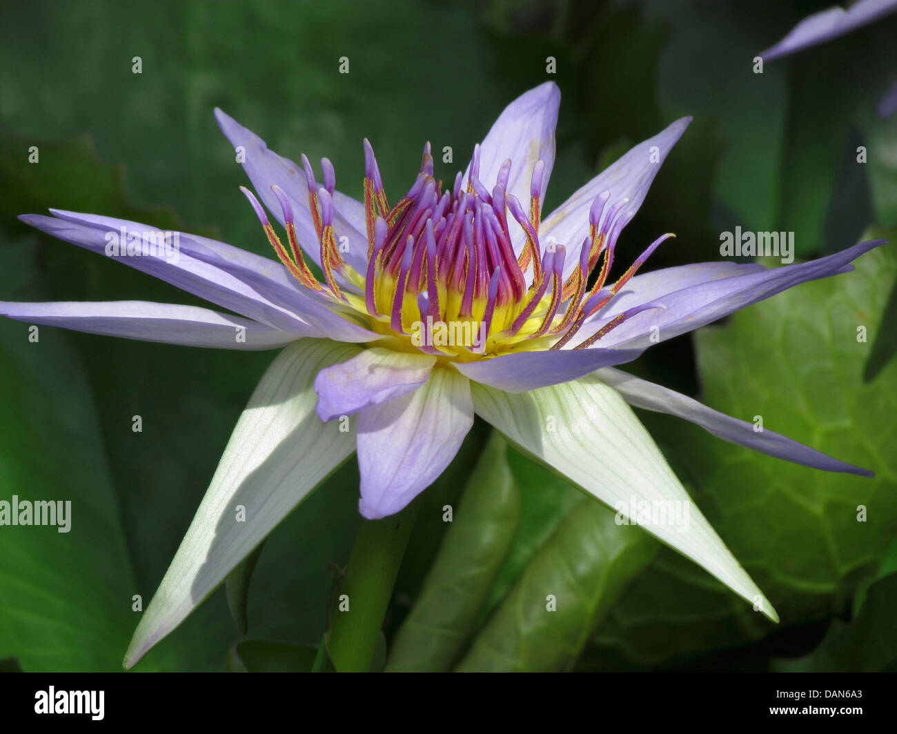 Colorata bleu, nymphaea colorata Banque D'Images