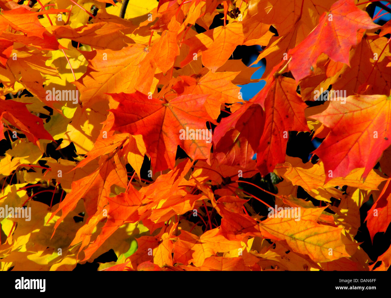 Les feuilles d'automne, près de Coesfeld, Schmallenberg, NRW, Allemagne Banque D'Images