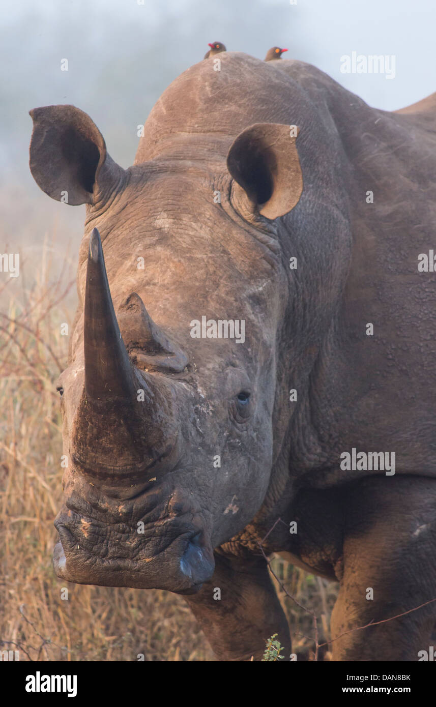 Un close up portrait Rhino avec deux oxpeckers sur son dos Banque D'Images