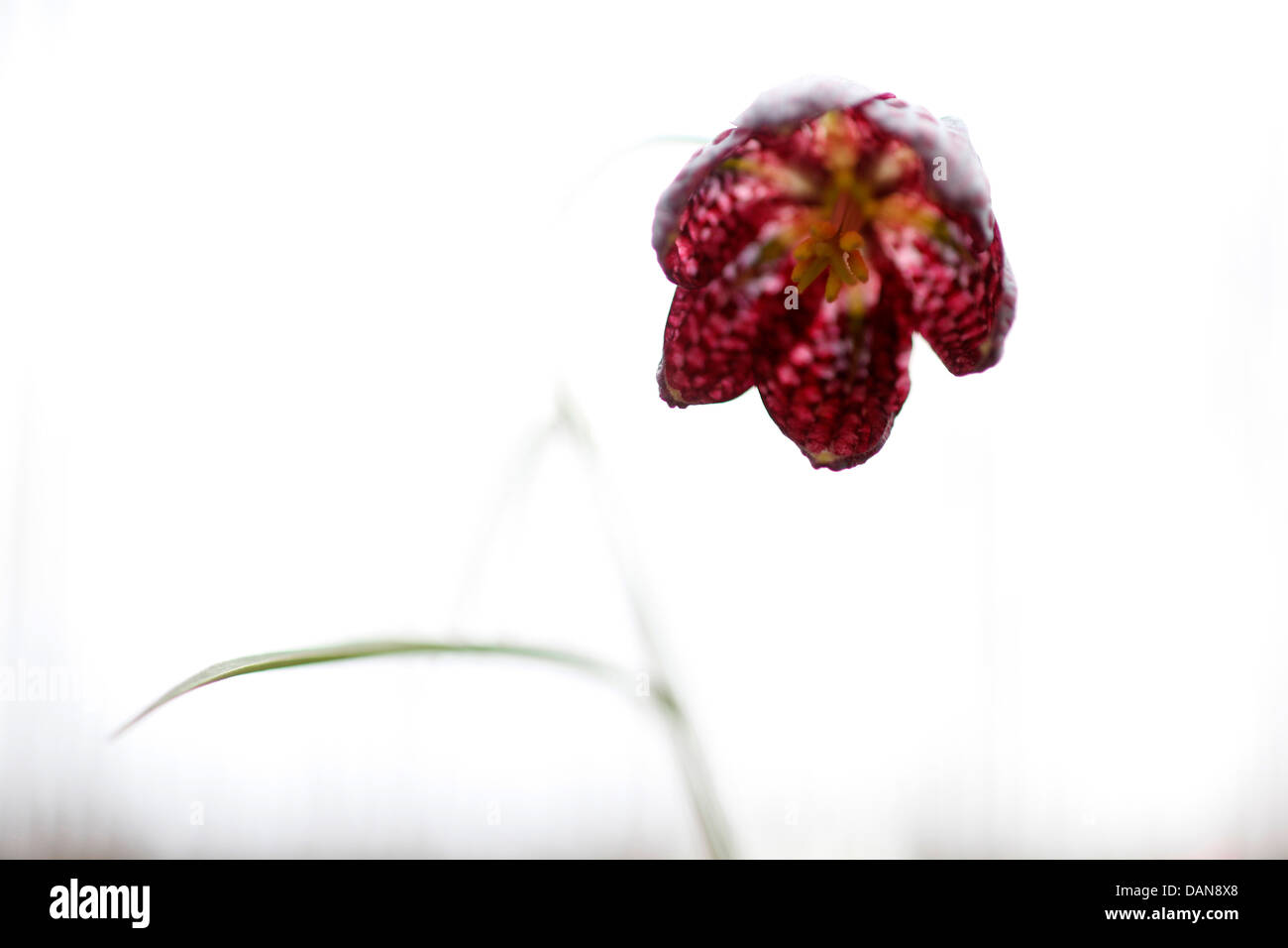 Tête du serpent fritillary, fritillaria meleagris Banque D'Images