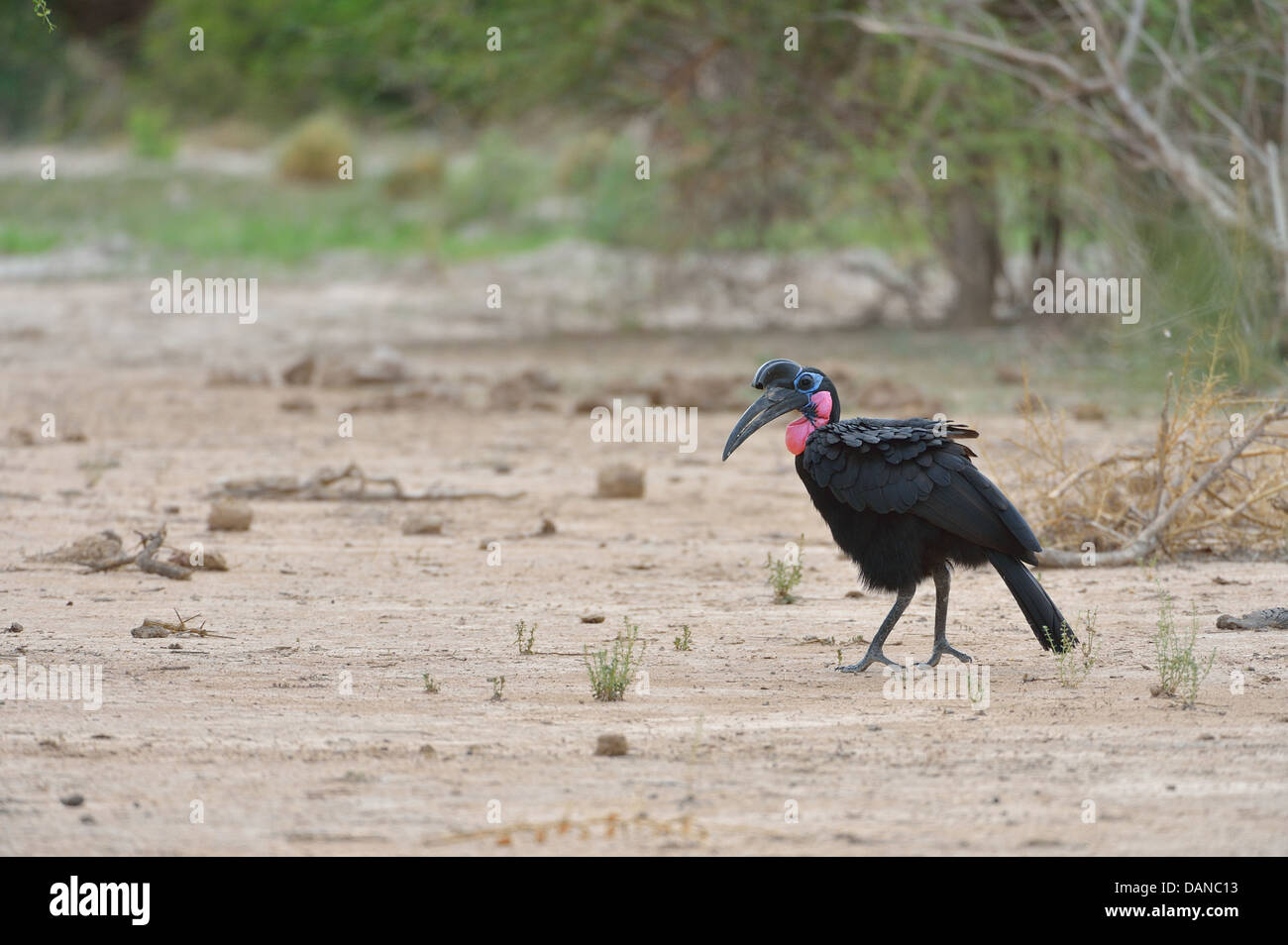 - Le Nord de l'Abyssinie Ground-Hornbill Ground-Hornbill (Bucorvus abyssinicus) à la recherche de nourriture sur le terrain Banque D'Images