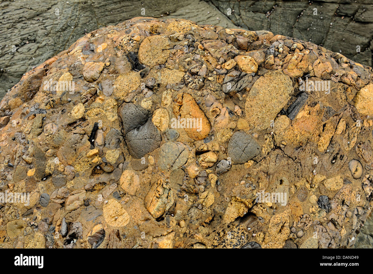 Rocher du rivage avec concrétions découverte à marée basse Haida Gwaii Queen Charlotte Islands- Colombie-Britannique Canada Skidegate Banque D'Images