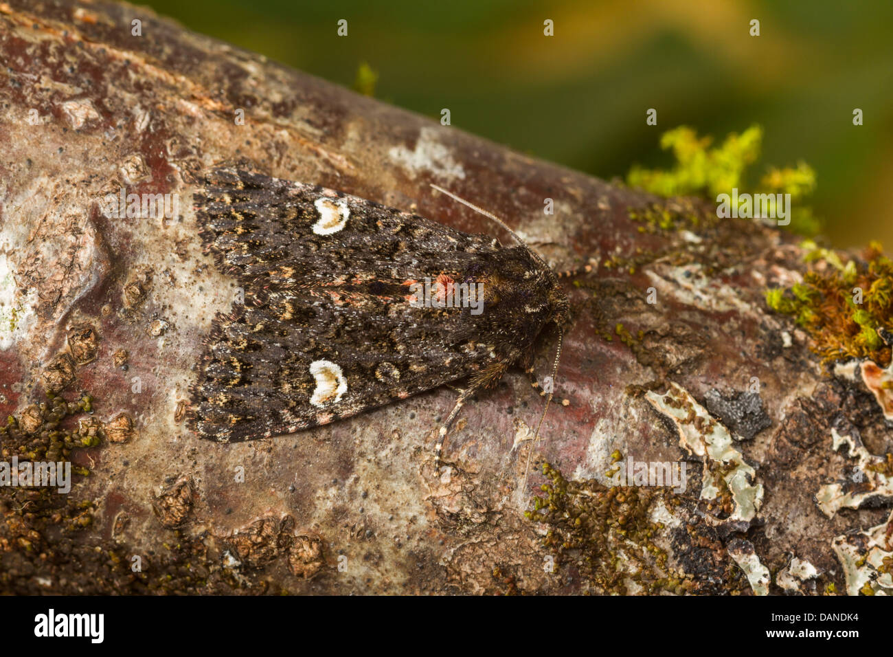 Dot (Melanchra persicariae) Banque D'Images