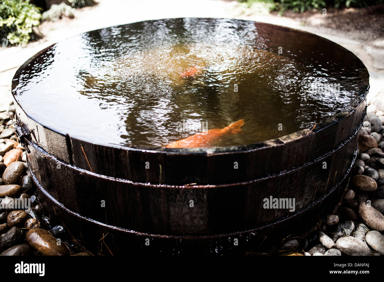 Les poissons nagent dans un petit étang à la yourte de Big Sur terrain de camping. Banque D'Images