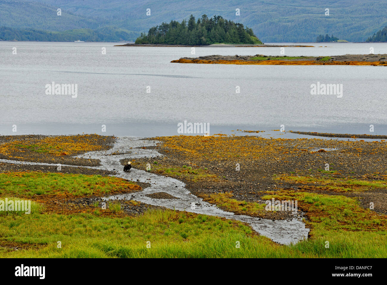 L'inlet Skidegate à marée basse avec aigle Haida Gwaii Queen Charlotte City British Columbia Canada Banque D'Images