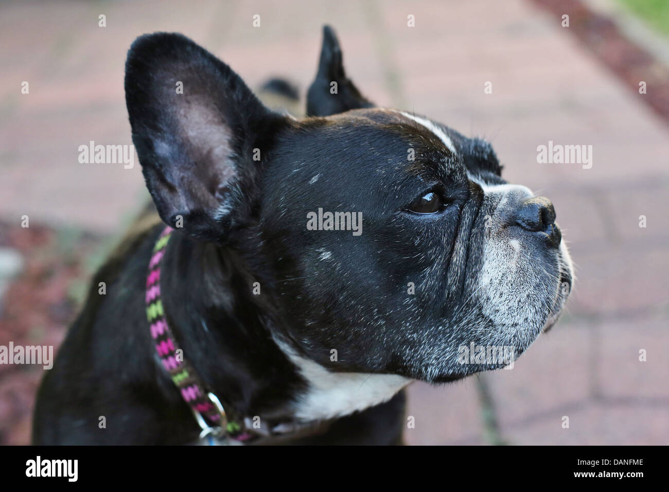 Un gros plan du visage d'un bouledogue français. Banque D'Images