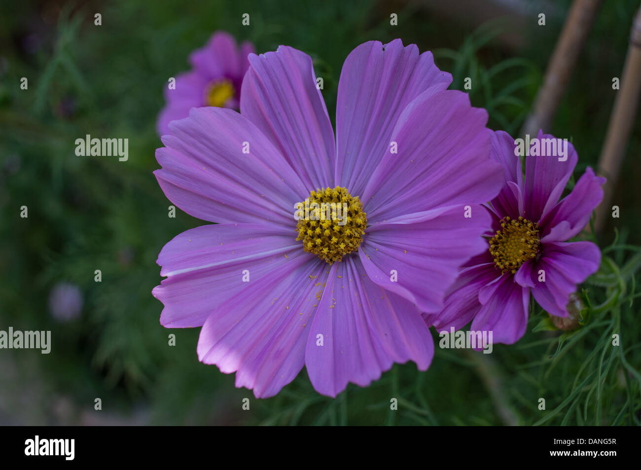 Cosmos pourpre fleur dans un jardin anglais Banque D'Images