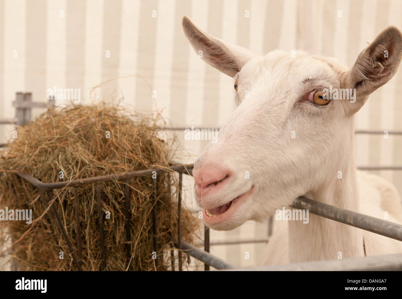 Une chèvre à un salon de l'agriculture au Royaume-Uni. Banque D'Images