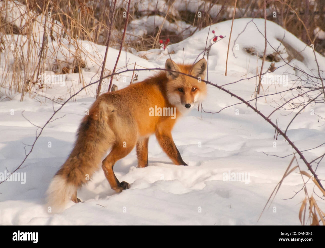 Red Fox marche dans la neige sur la boise river Greenbelt à Boise, Idaho Banque D'Images