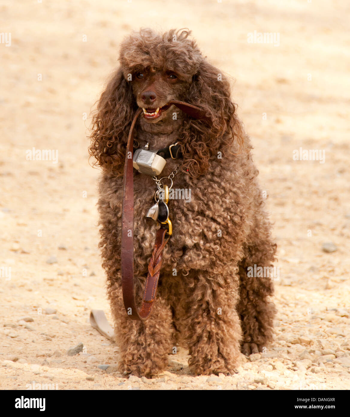 Caniche brun chocolat transportant sa laisse sur une piste, USA Banque D'Images