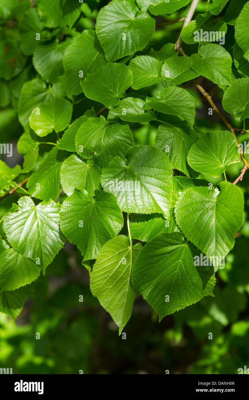 Tilleul, tilleul à petites feuilles (Tilia cordata) feuilles Banque D'Images