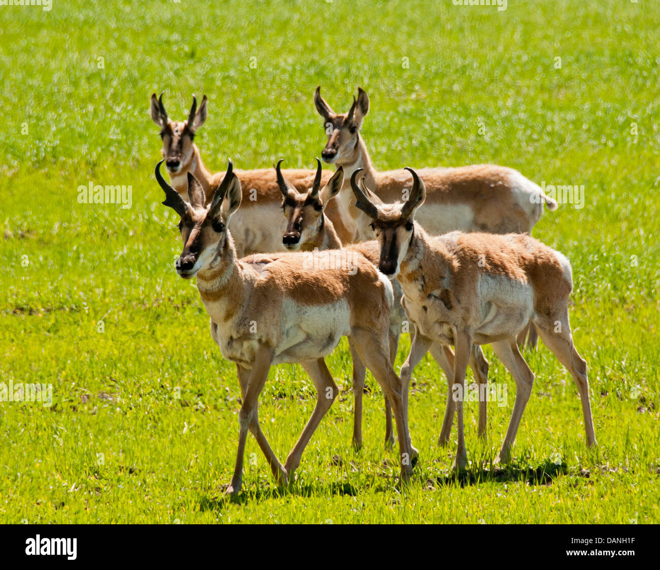 L'antilope dans les champs de blé de printemps des Prairies le Camas près de Fairfield, Connecticut Banque D'Images