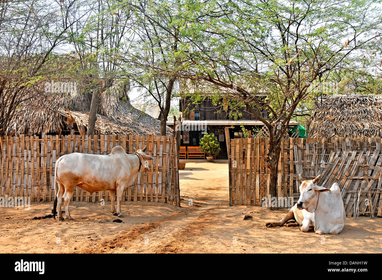 Village Bagan Myanmar Banque D'Images