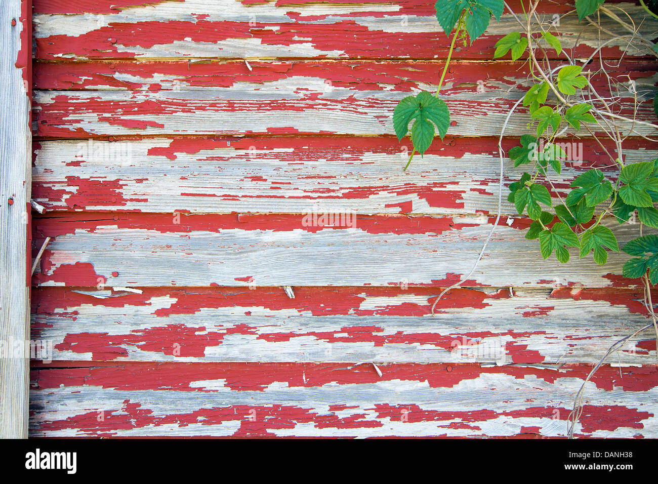 Vieille Grange rouge avec de la peinture sur bois et vignes grimpantes Grunge Background Banque D'Images