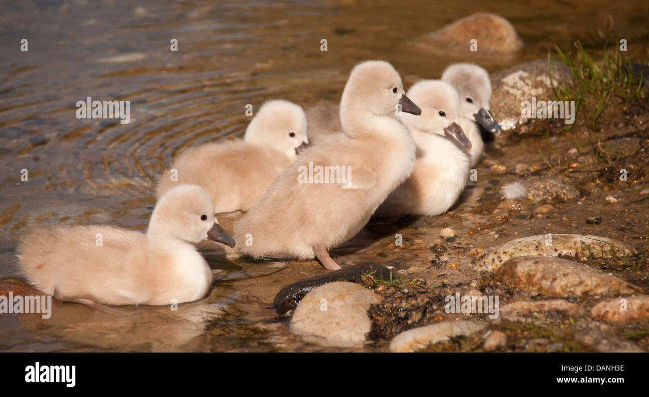 Mute Swan Cygnets nouvellement écloses près de la Boise river Greenbelt, Boise, Idaho Banque D'Images