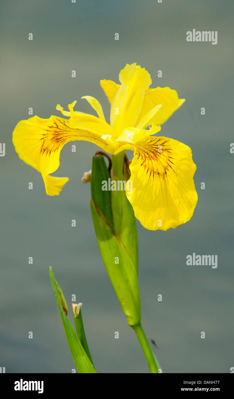 L'eau jaune Iris fleur en marais, USA Banque D'Images