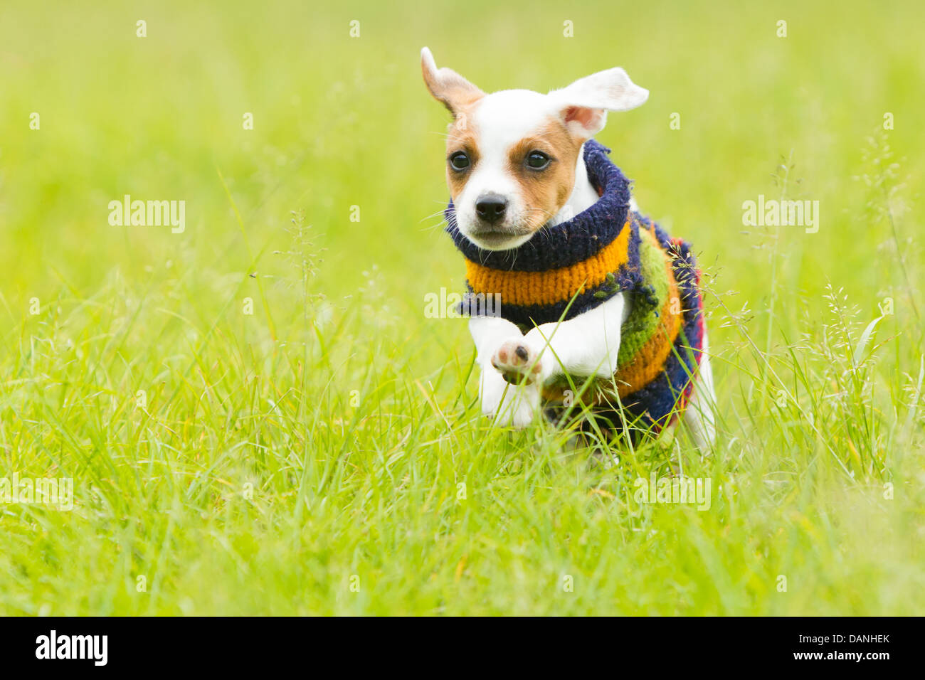 Parson chien heureux 8 semaines chiot courir Outdoor Banque D'Images