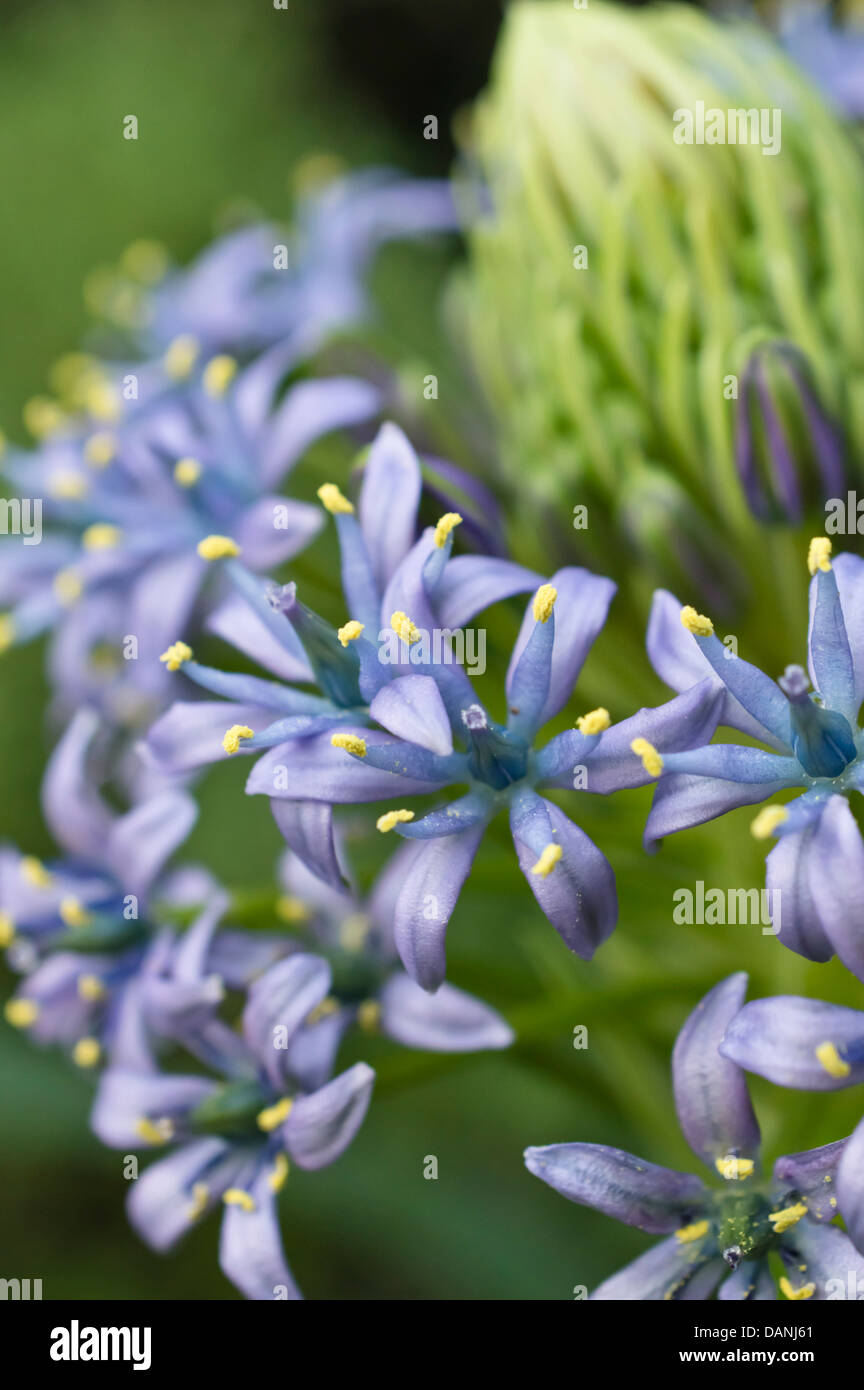 Squill scilla peruviana (portugais) Banque D'Images