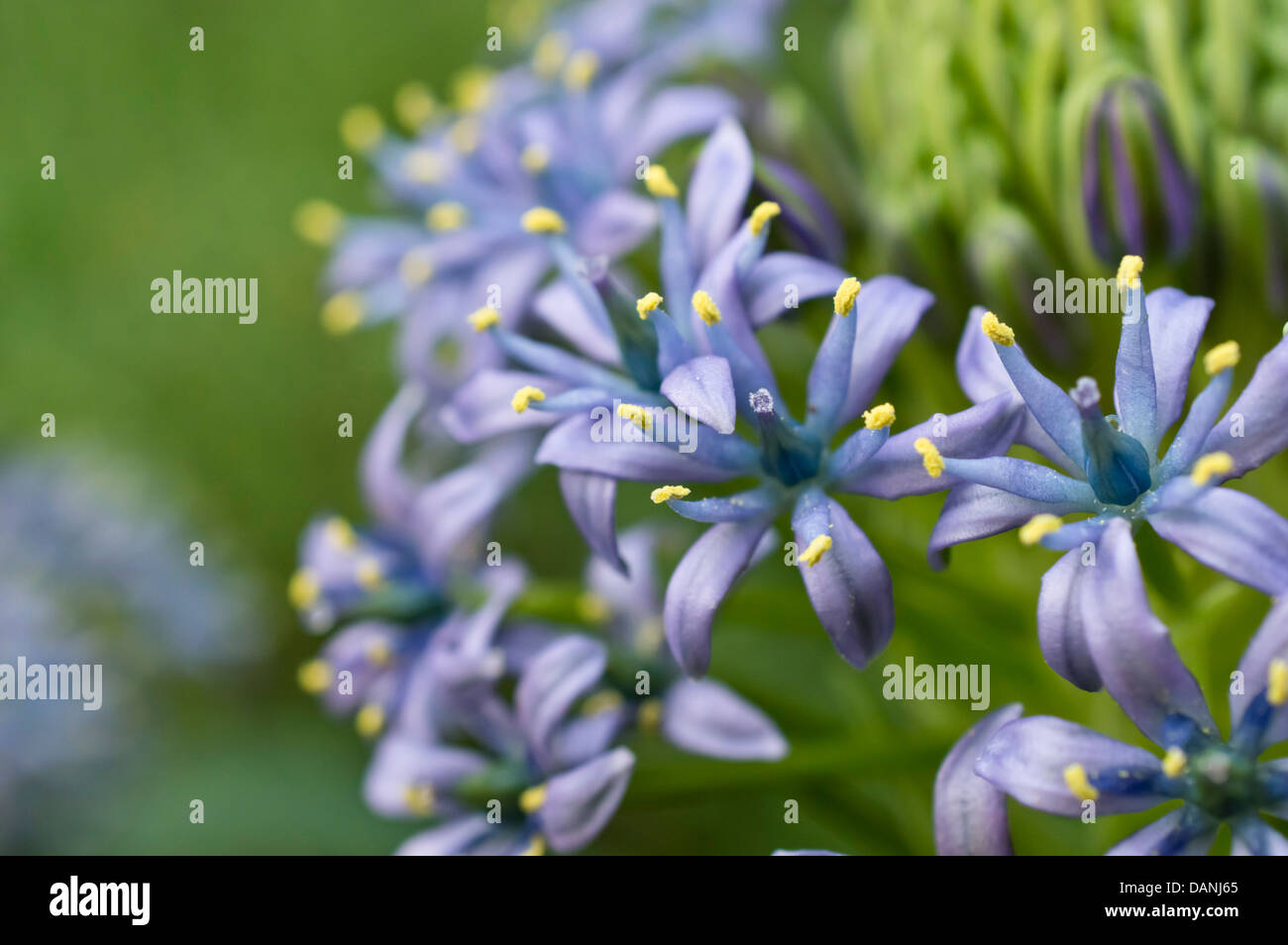 Squill scilla peruviana (portugais) Banque D'Images