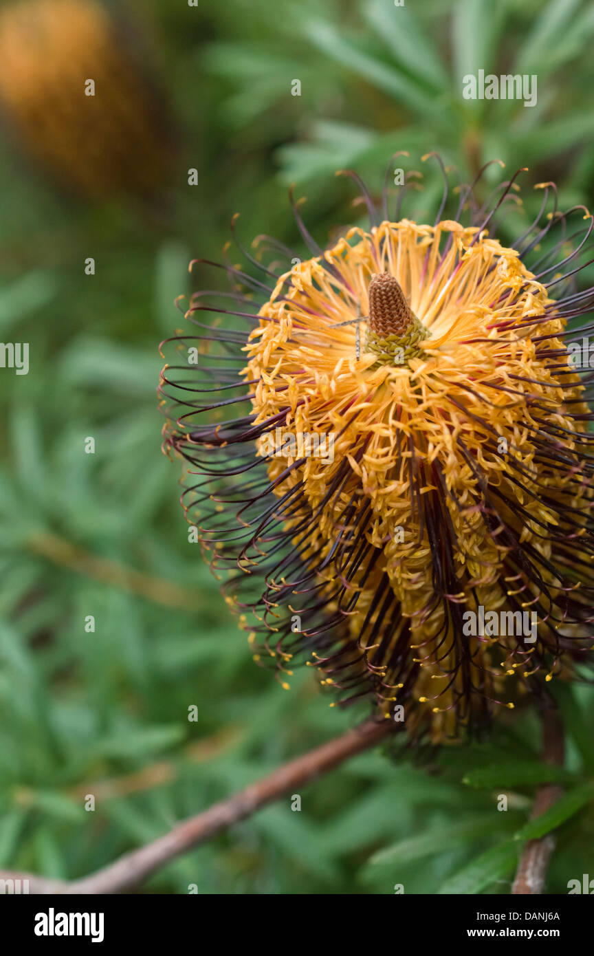 Banksia spinulosa en épingle) Banque D'Images