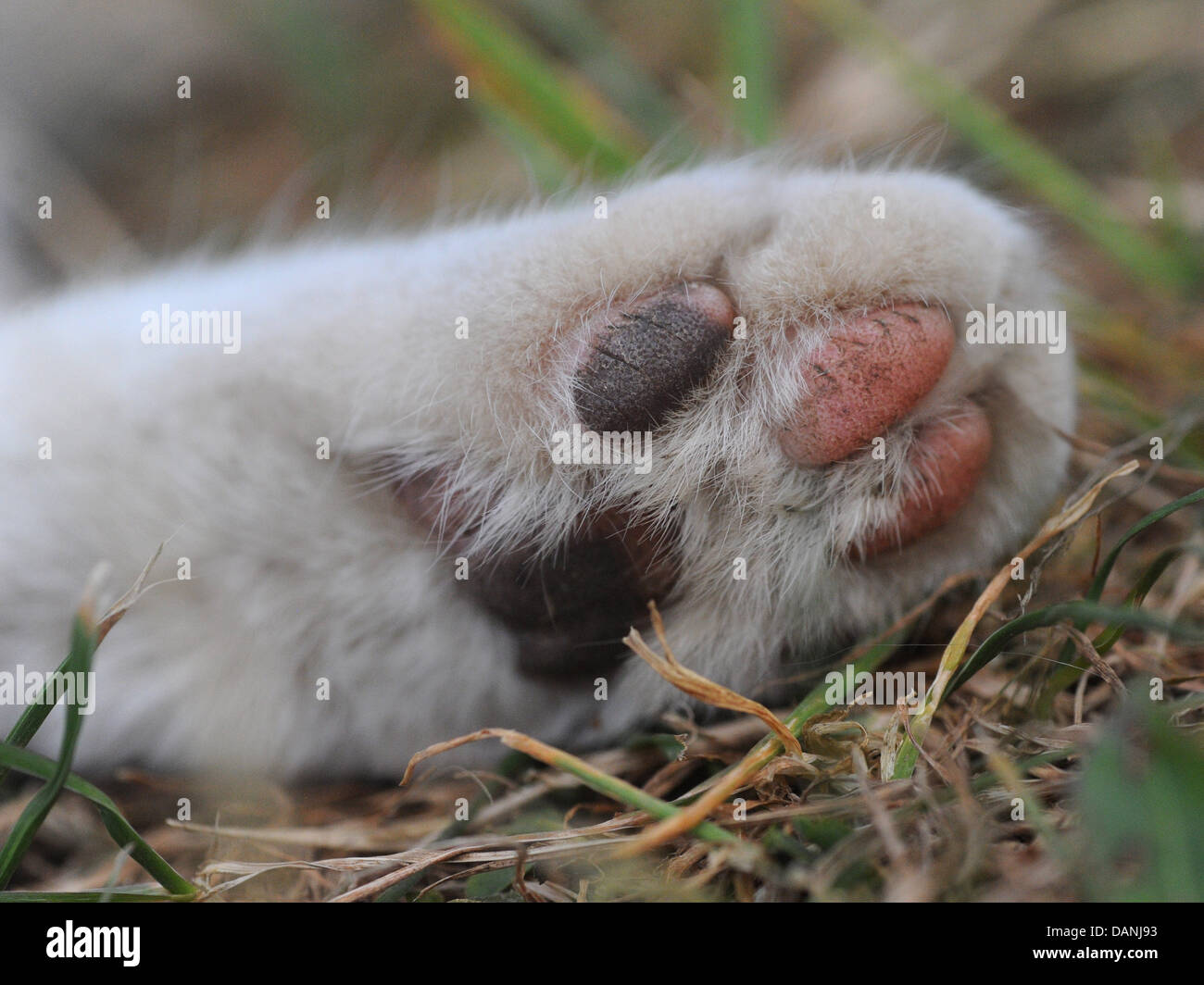 Un gros plan d'un Cat's Paw. Banque D'Images