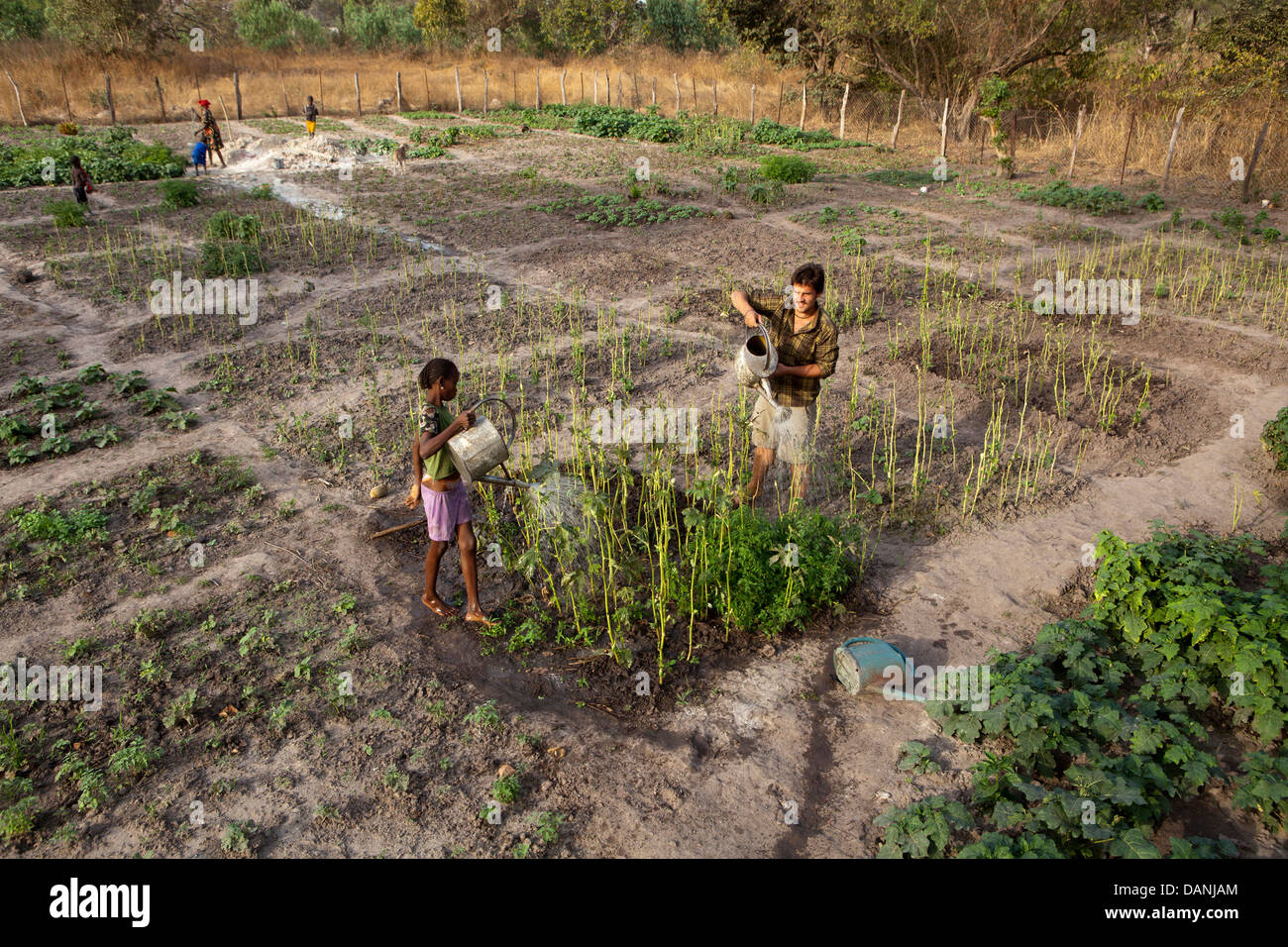 L'agriculture, l'Afrique du Sénégal. Banque D'Images