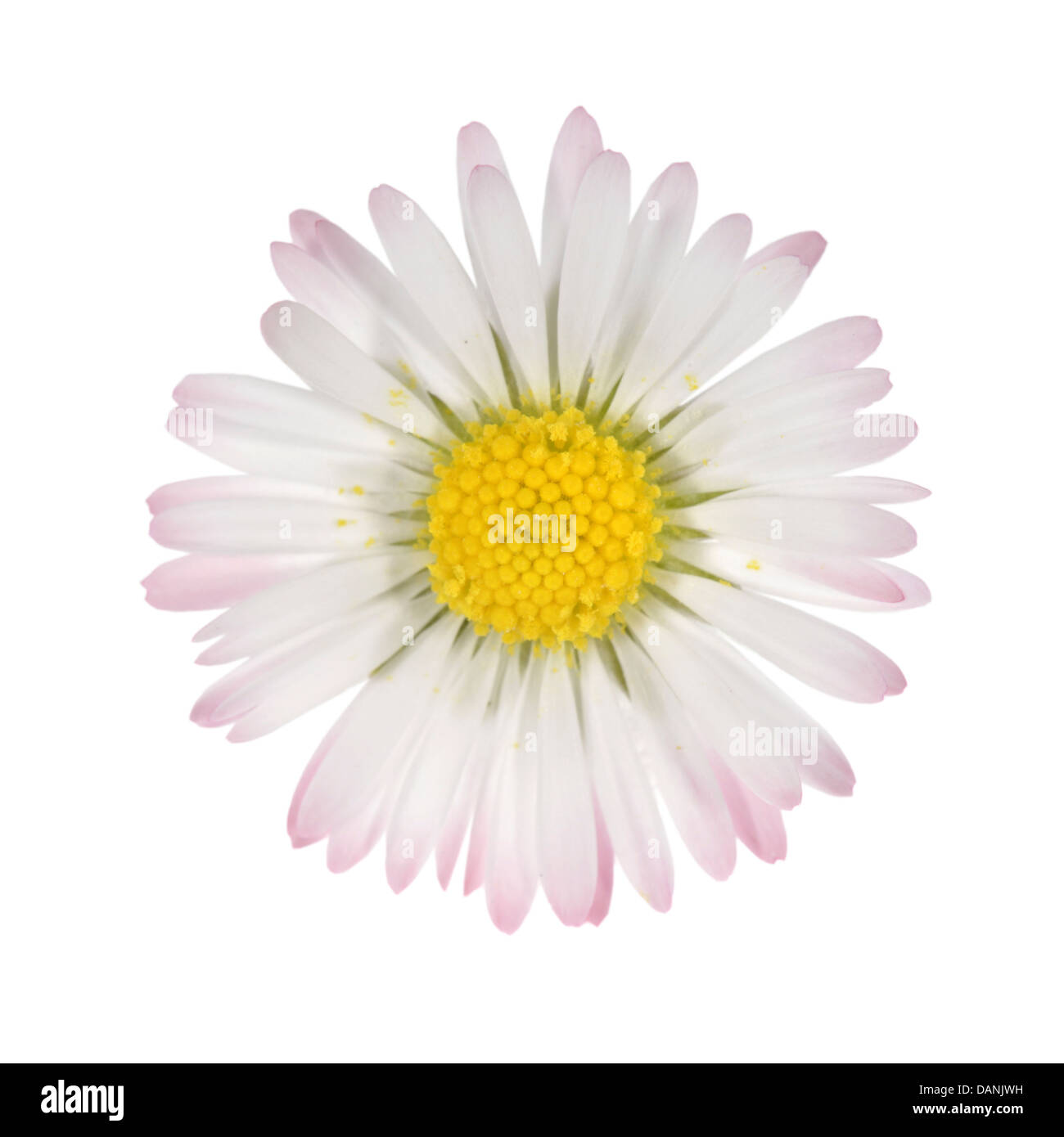 Asteraceae Bellis perennis (DAISY) Banque D'Images