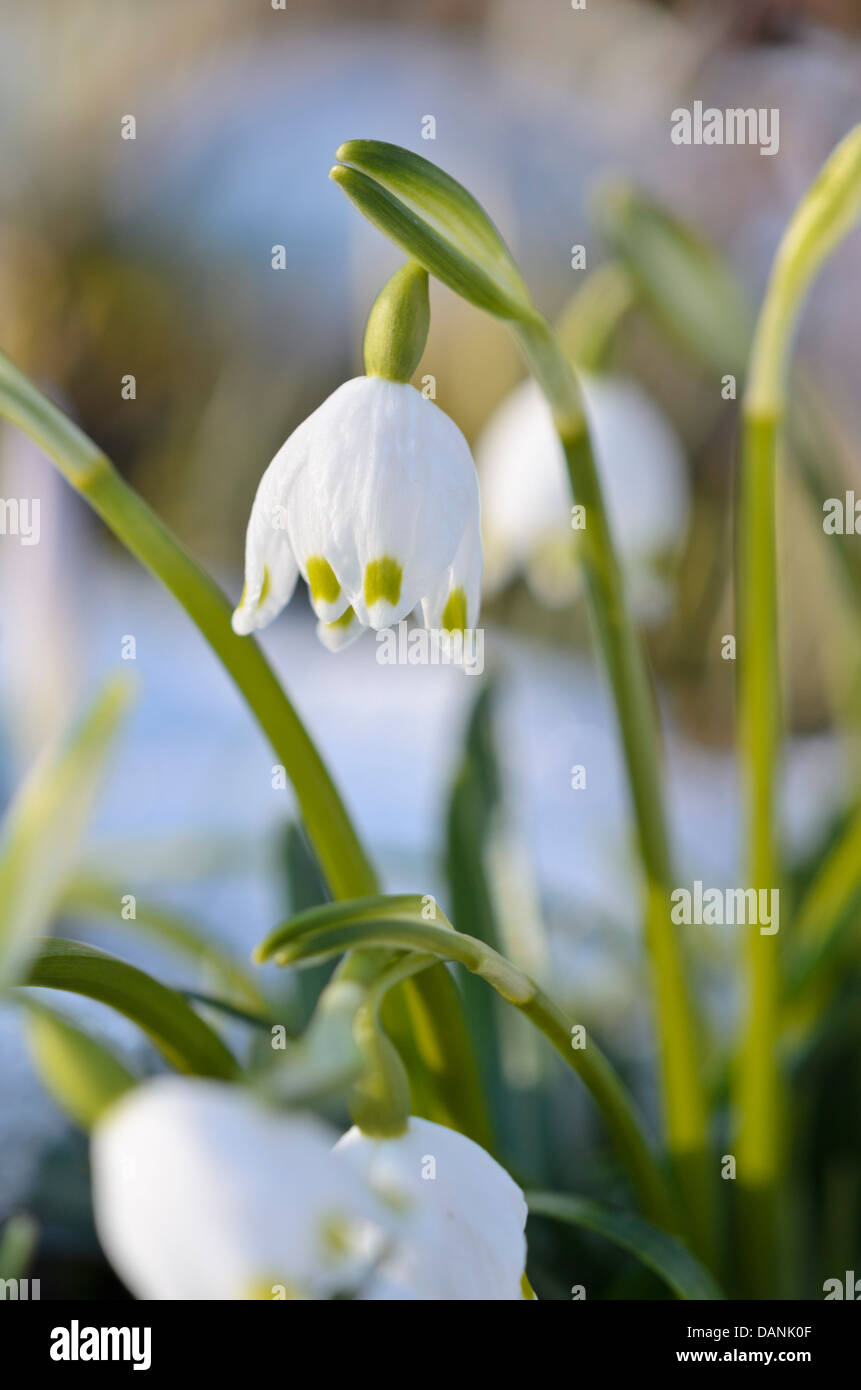 Printemps Leucojum vernum (flocon) Banque D'Images