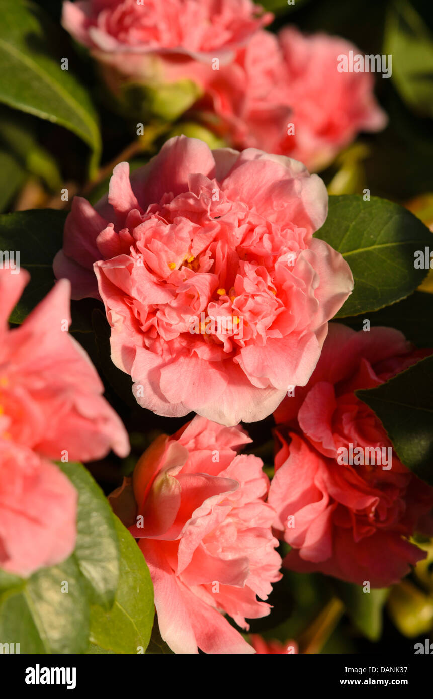 Japanese camellia (camellia japonica 'Madame martin bola') Banque D'Images