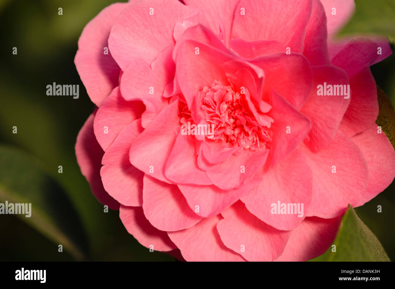 Japanese camellia (camellia japonica 'scentsation') Banque D'Images