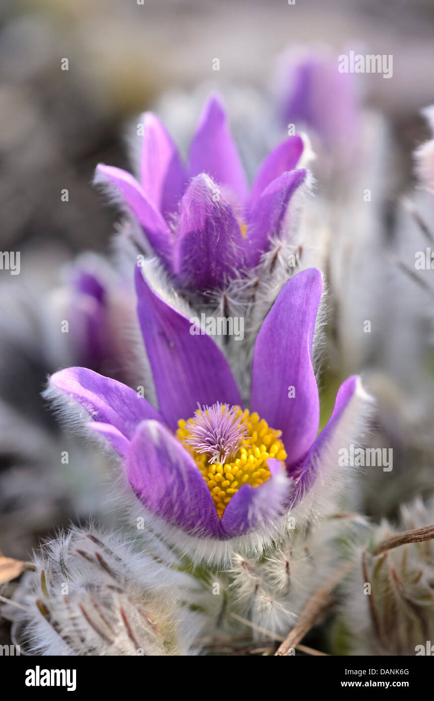 Anémone pulsatille du printemps (Pulsatilla vernalis) Banque D'Images