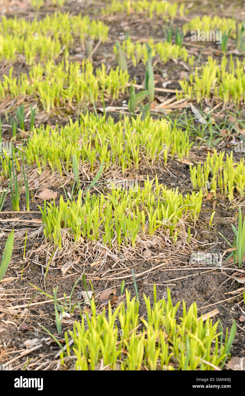 Hémérocalle (Hemerocallis) Banque D'Images