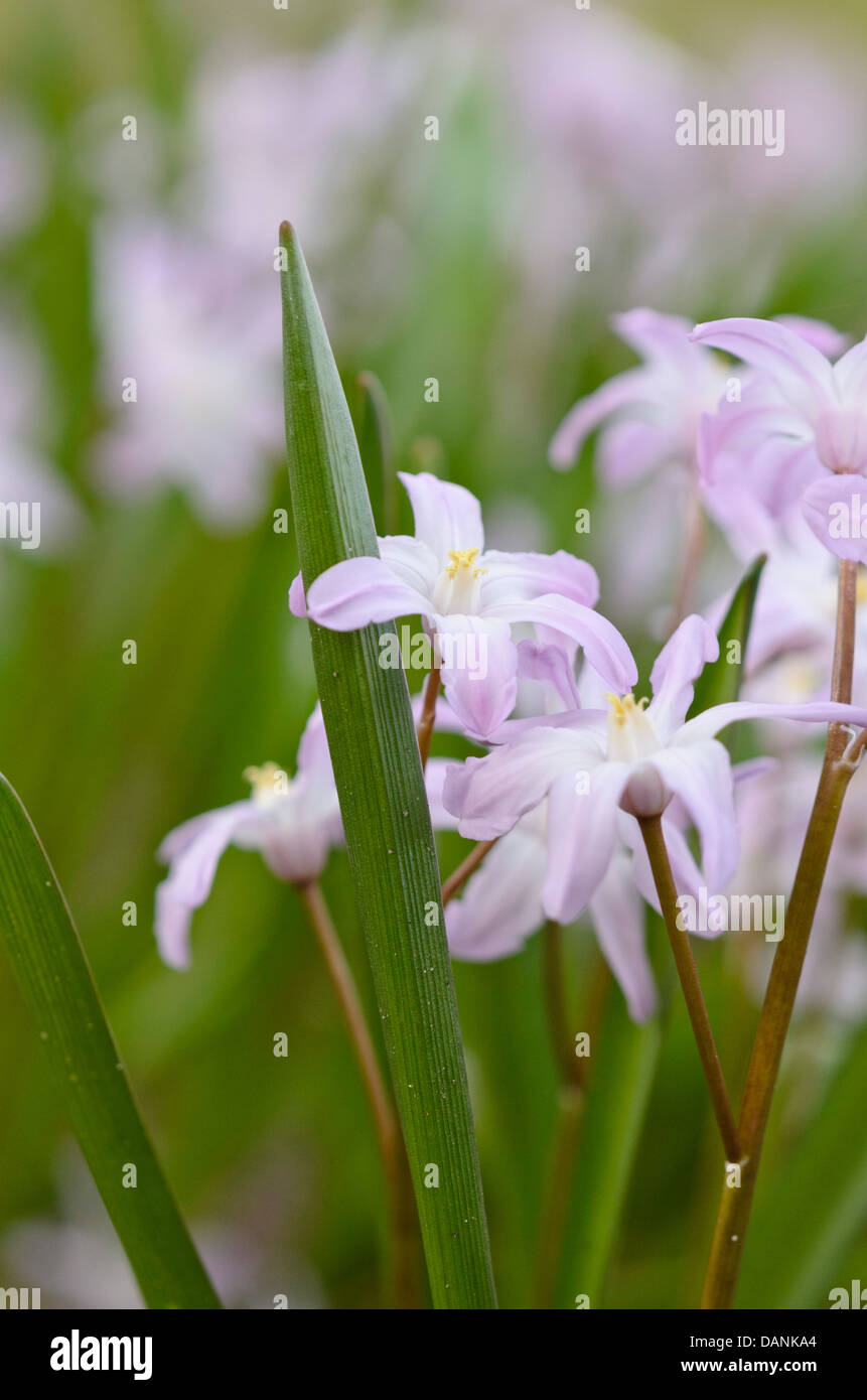 Forbes glory of the snow (chionodoxa forbesii 'pink giant' syn. scilla forbesii 'pink giant') Banque D'Images