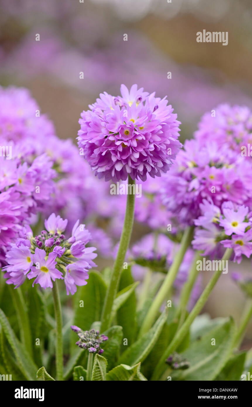 Drumstick Primula denticulata (primrose) Banque D'Images