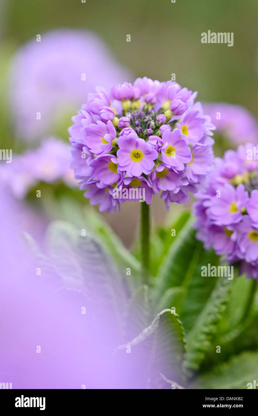 Drumstick primula denticulata (primrose) Banque D'Images