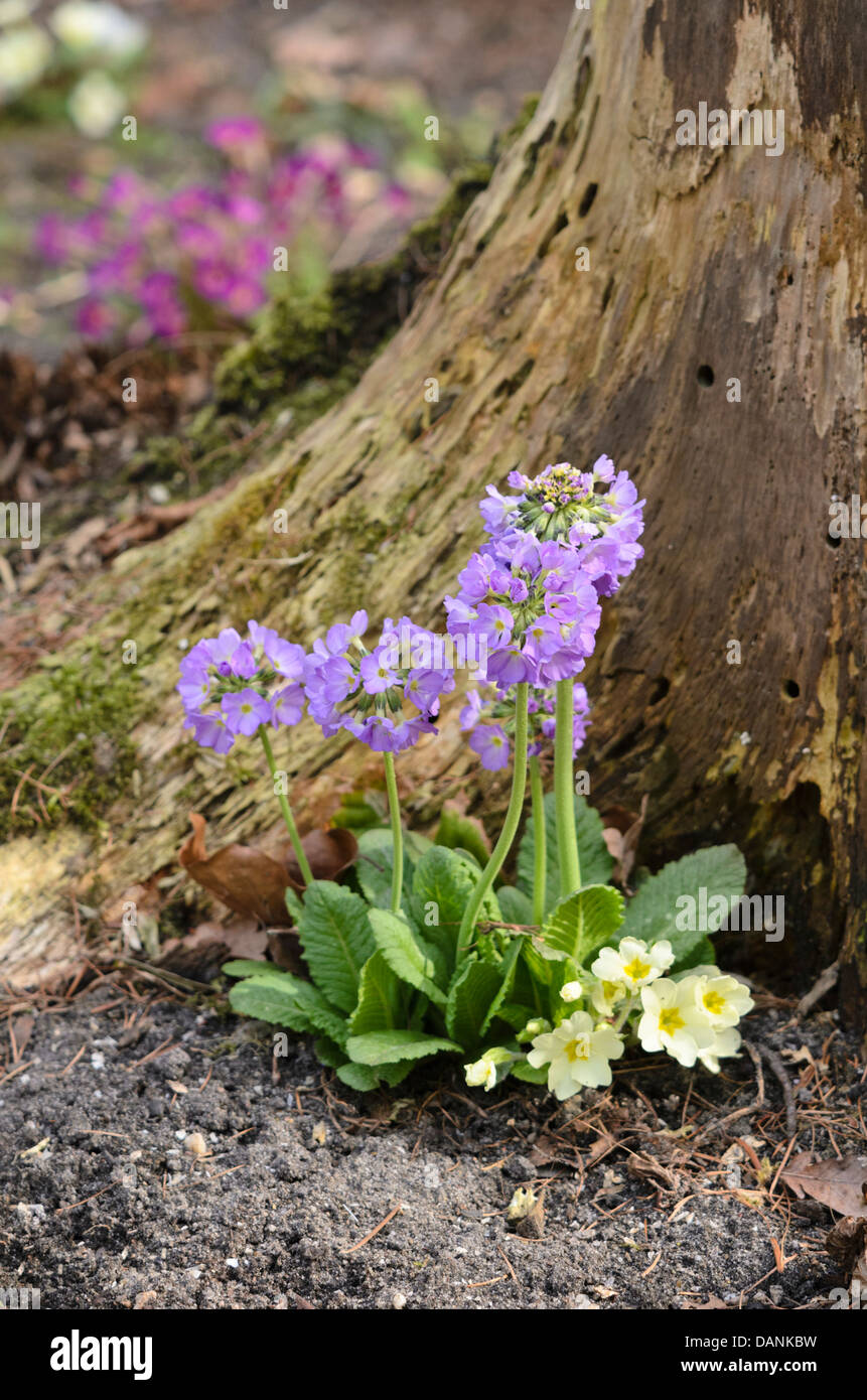 Drumstick primula denticulata (primrose) et comon (primrose Primula vulgaris primula acaulis) syn. Banque D'Images